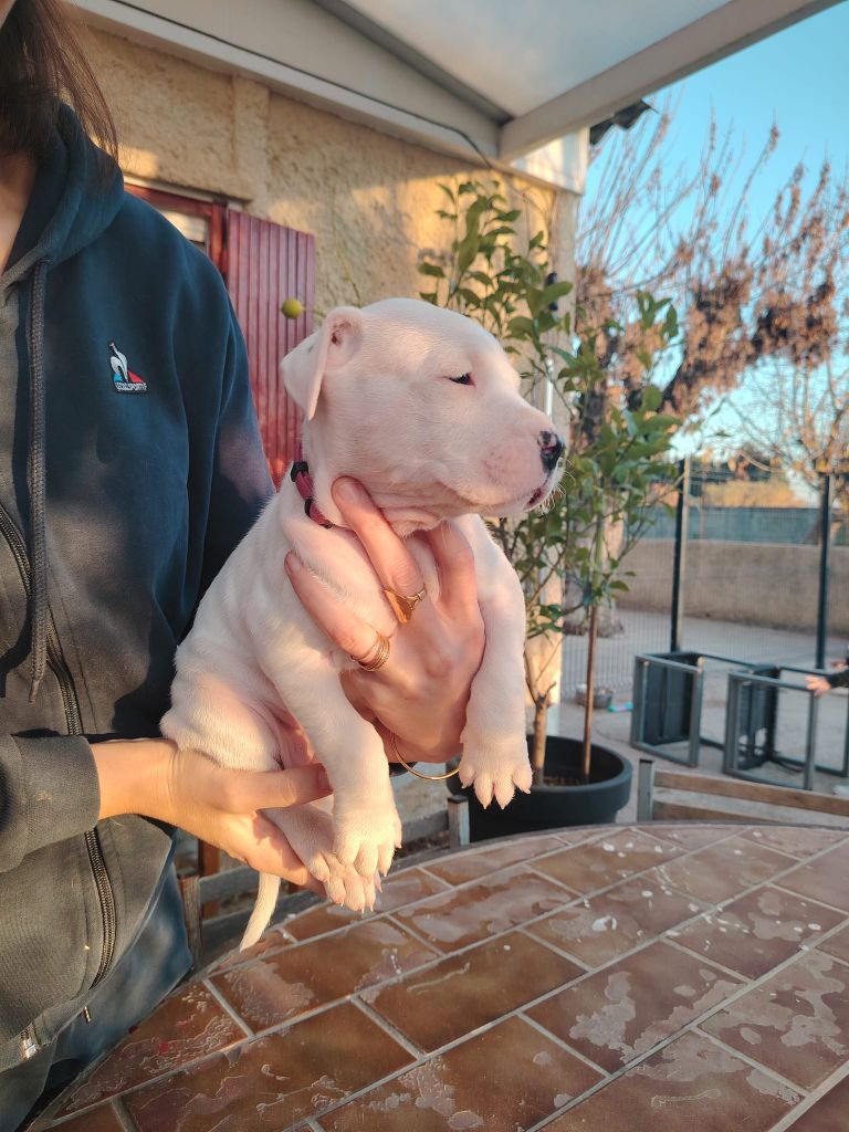 De Los Terrenos Del Castillo - Chiot disponible  - Dogo Argentino