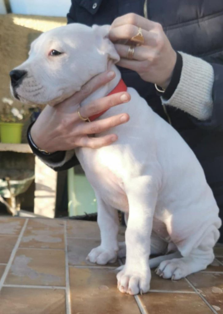 De Los Terrenos Del Castillo - Chiot disponible  - Dogo Argentino