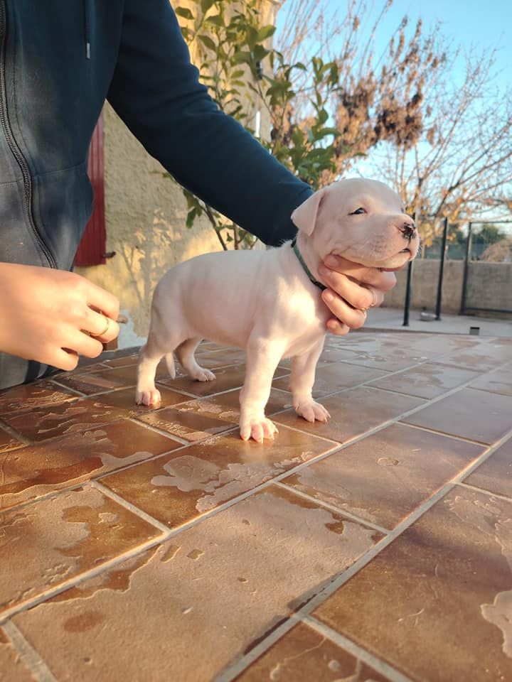 De Los Terrenos Del Castillo - Chiot disponible  - Dogo Argentino