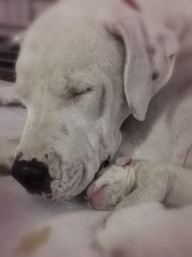 De Los Terrenos Del Castillo - Chiot disponible  - Dogo Argentino