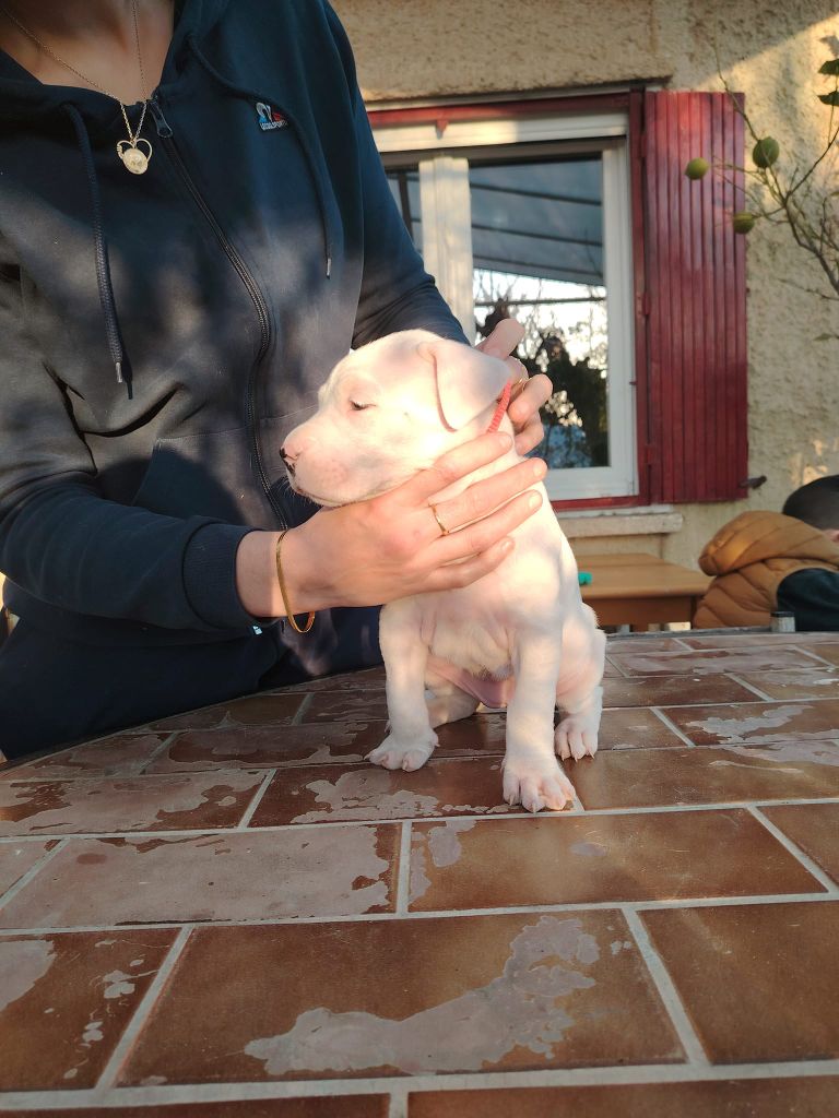 De Los Terrenos Del Castillo - Chiot disponible  - Dogo Argentino