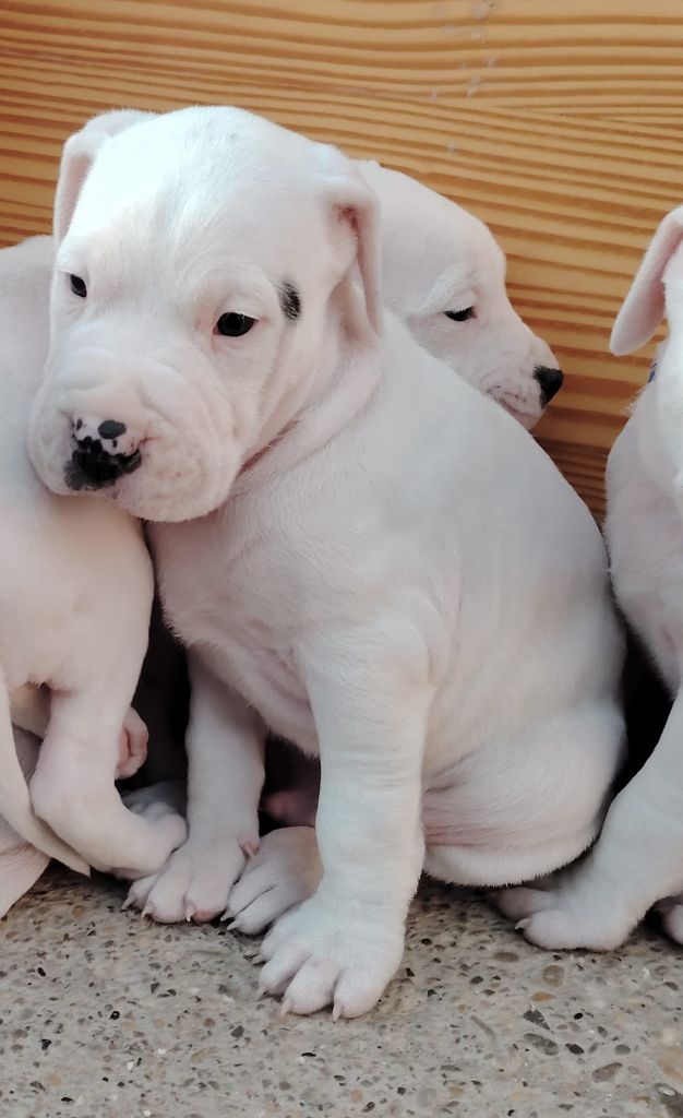 De Los Terrenos Del Castillo - Chiot disponible  - Dogo Argentino