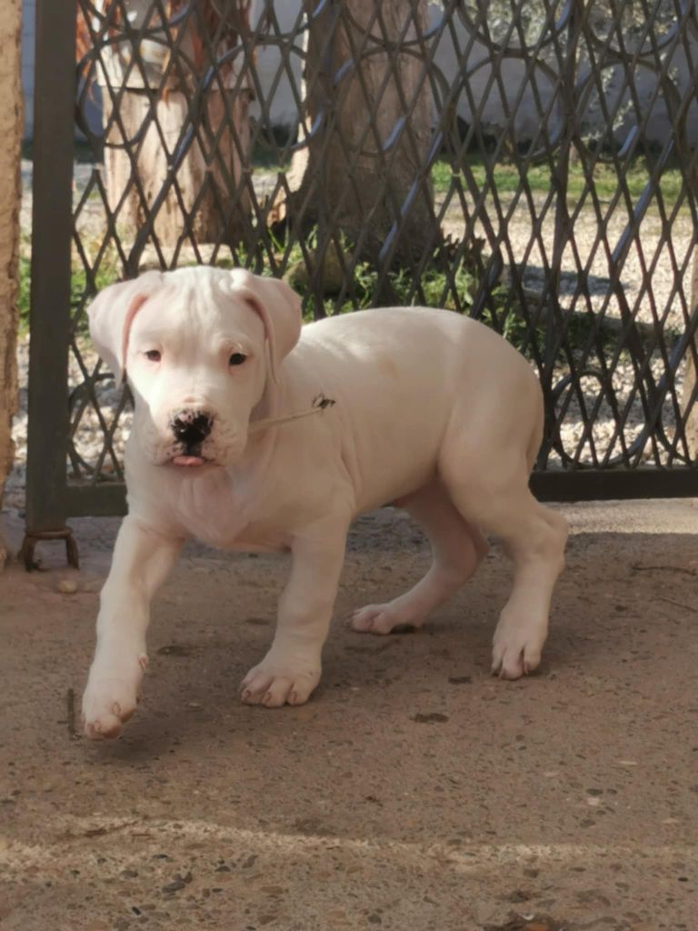 De Los Terrenos Del Castillo - Chiot disponible  - Dogo Argentino