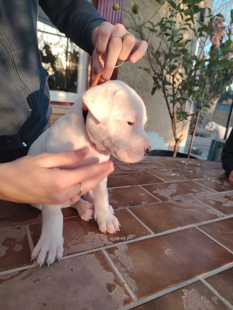 De Los Terrenos Del Castillo - Chiot disponible  - Dogo Argentino