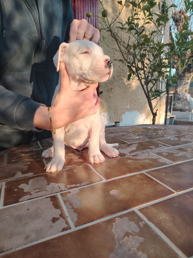 De Los Terrenos Del Castillo - Chiot disponible  - Dogo Argentino