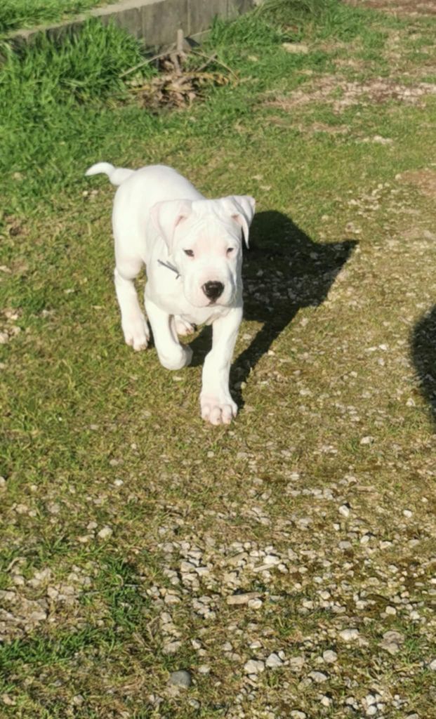 De Los Terrenos Del Castillo - Chiot disponible  - Dogo Argentino