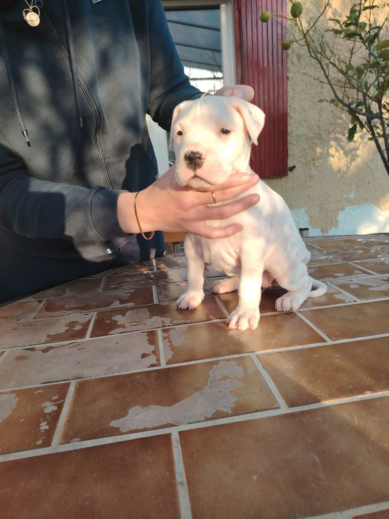 De Los Terrenos Del Castillo - Chiot disponible  - Dogo Argentino