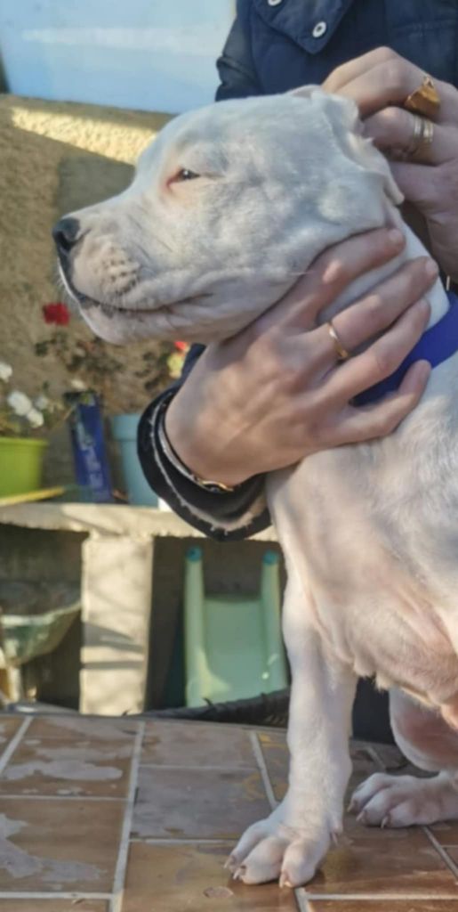 De Los Terrenos Del Castillo - Chiot disponible  - Dogo Argentino