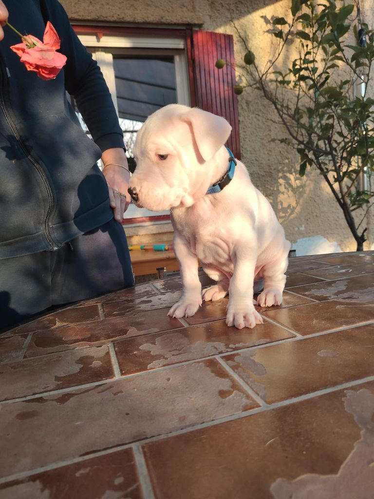 De Los Terrenos Del Castillo - Chiot disponible  - Dogo Argentino