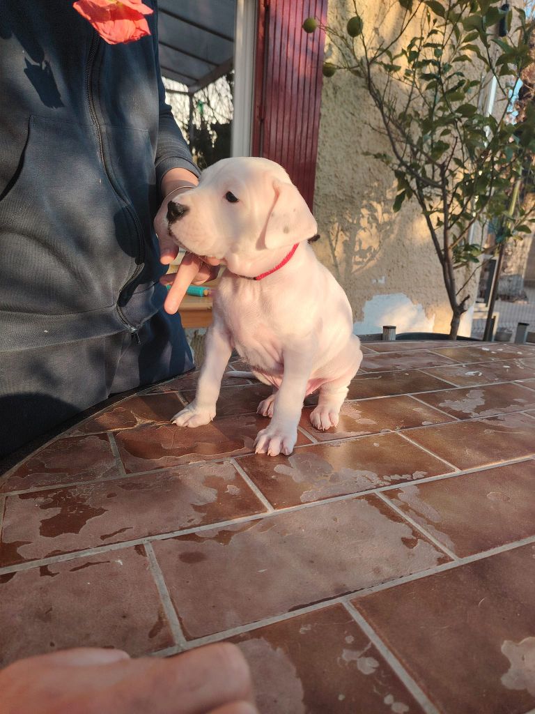 De Los Terrenos Del Castillo - Chiot disponible  - Dogo Argentino