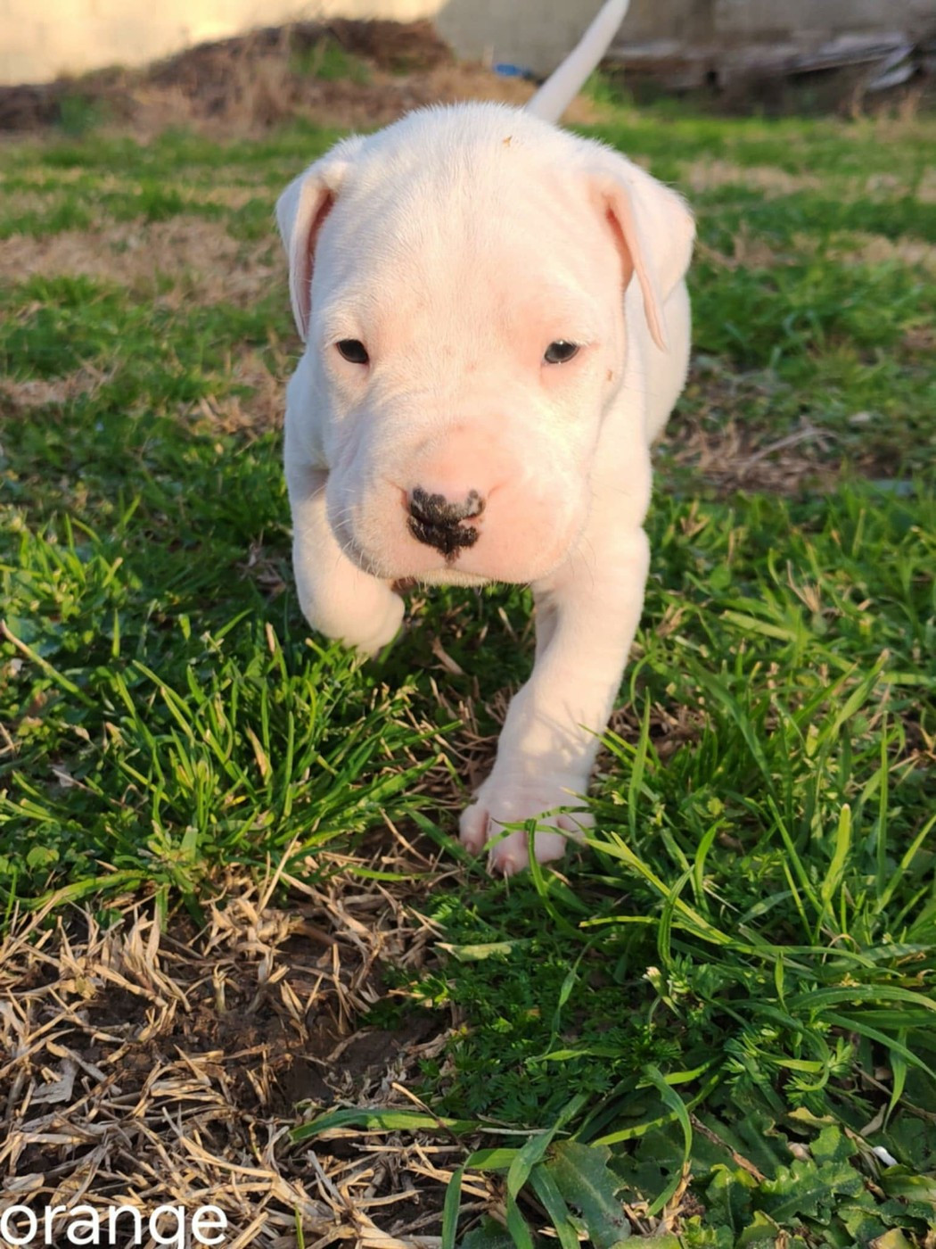 De Los Terrenos Del Castillo - Chiots disponibles - Dogo Argentino