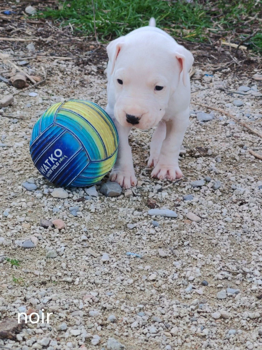 De Los Terrenos Del Castillo - Chiots disponibles - Dogo Argentino