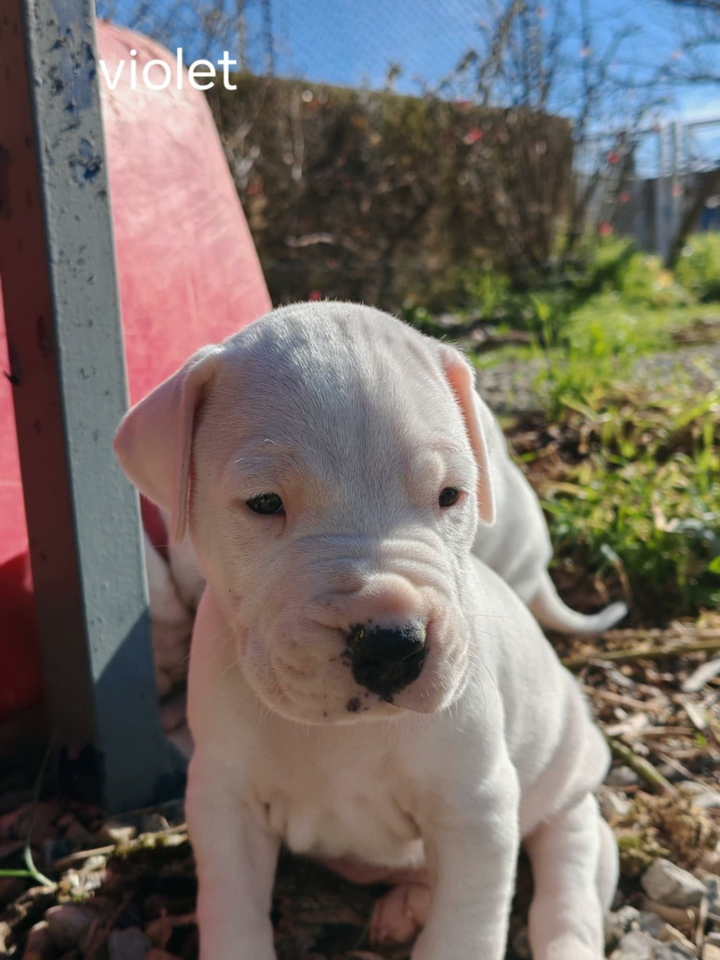 De Los Terrenos Del Castillo - Chiots disponibles - Dogo Argentino