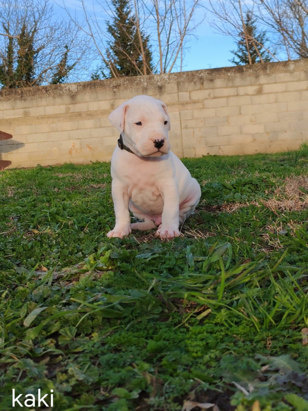 De Los Terrenos Del Castillo - Chiots disponibles - Dogo Argentino