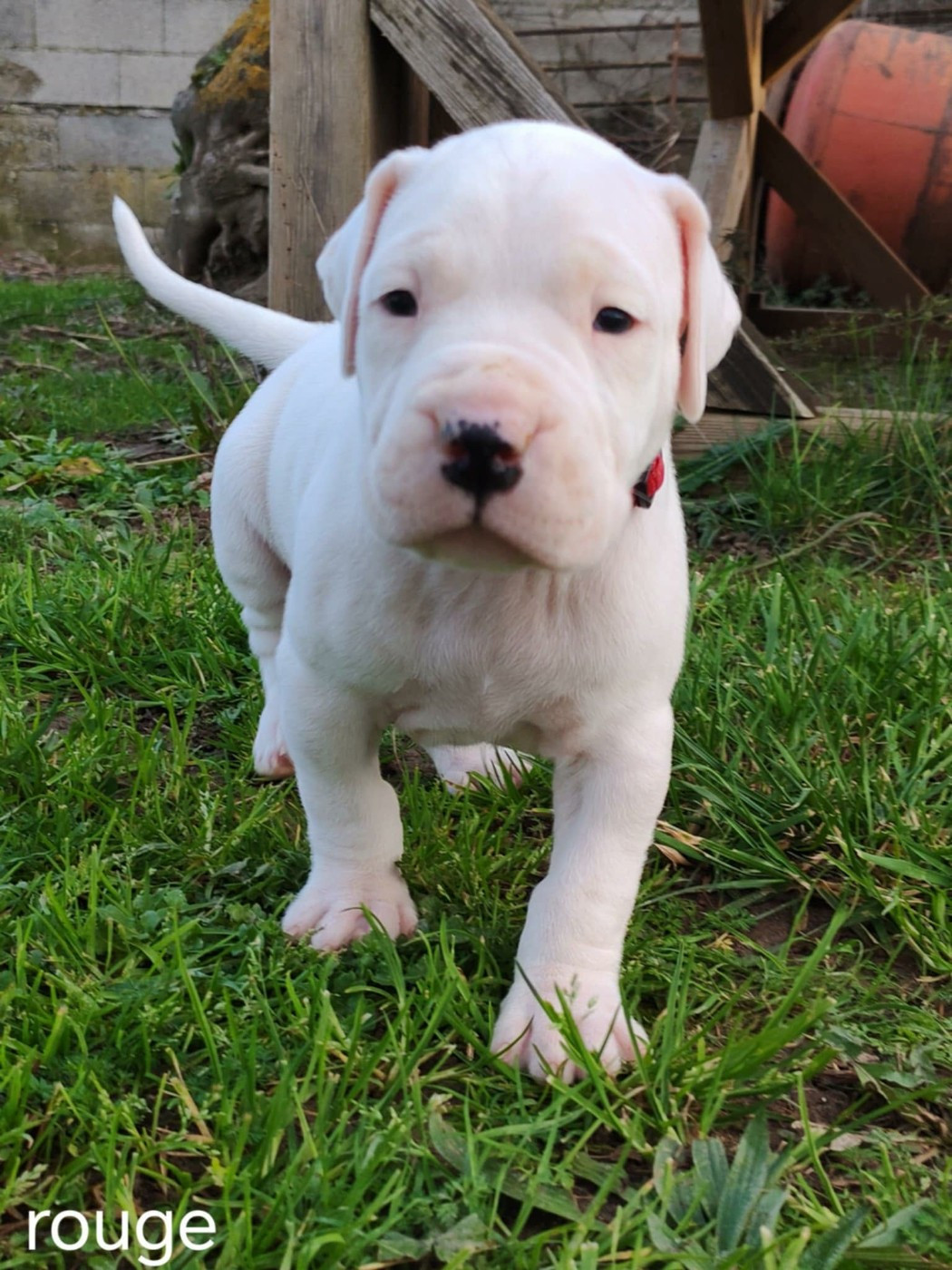 De Los Terrenos Del Castillo - Chiots disponibles - Dogo Argentino