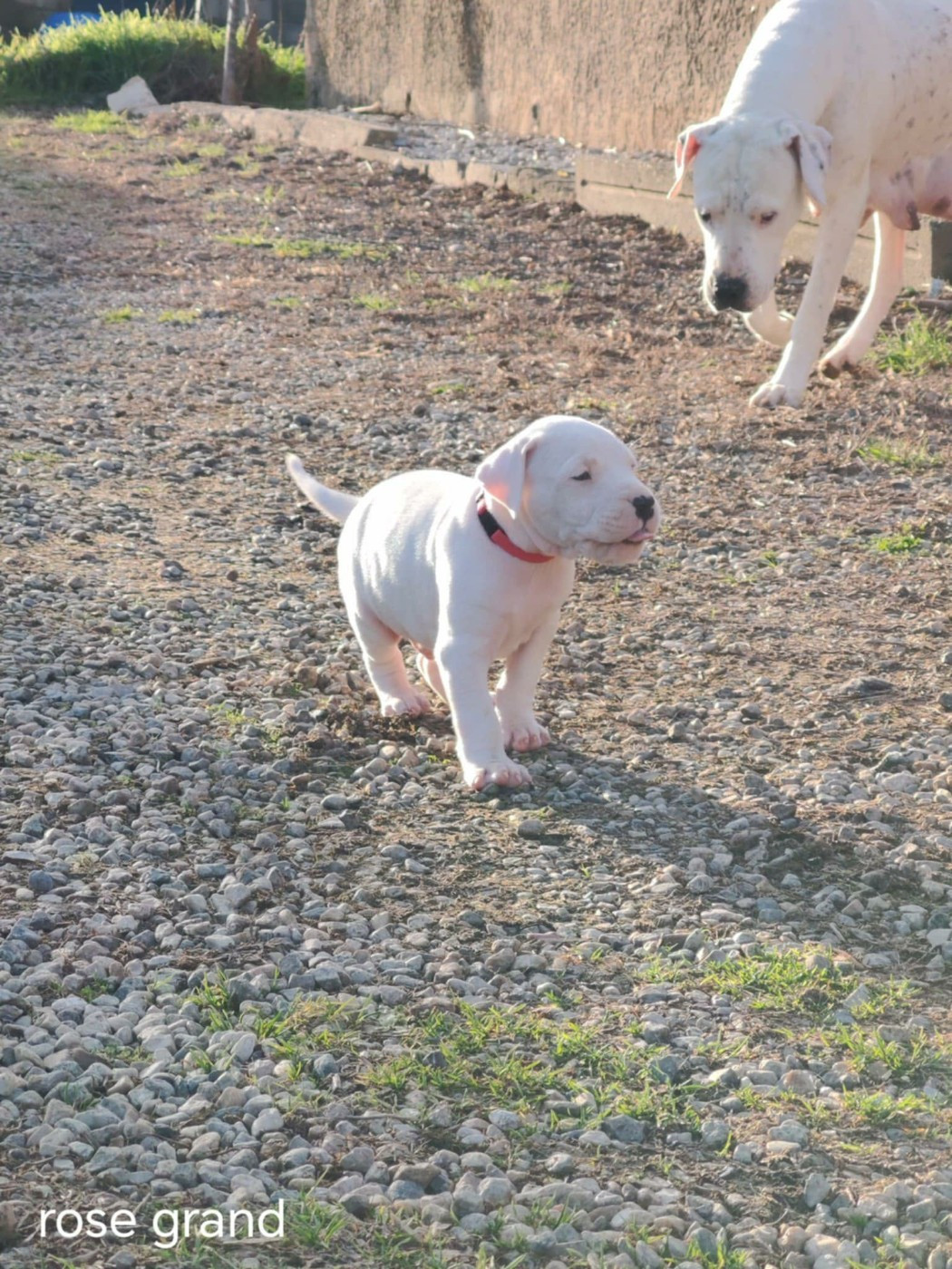 De Los Terrenos Del Castillo - Chiots disponibles - Dogo Argentino