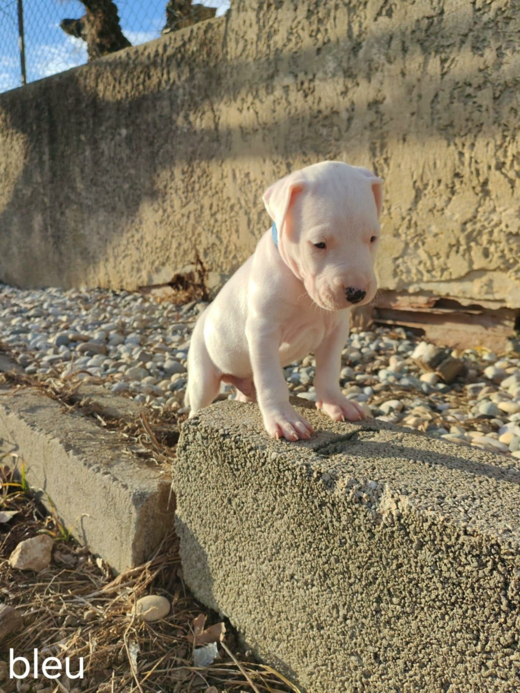 De Los Terrenos Del Castillo - Chiots disponibles - Dogo Argentino