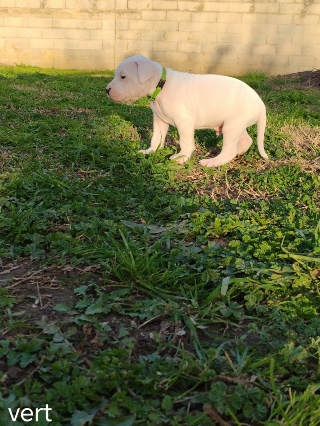 De Los Terrenos Del Castillo - Chiots disponibles - Dogo Argentino