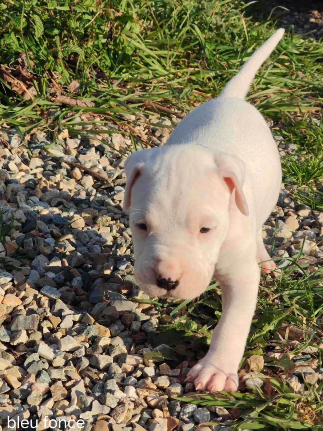 De Los Terrenos Del Castillo - Chiots disponibles - Dogo Argentino