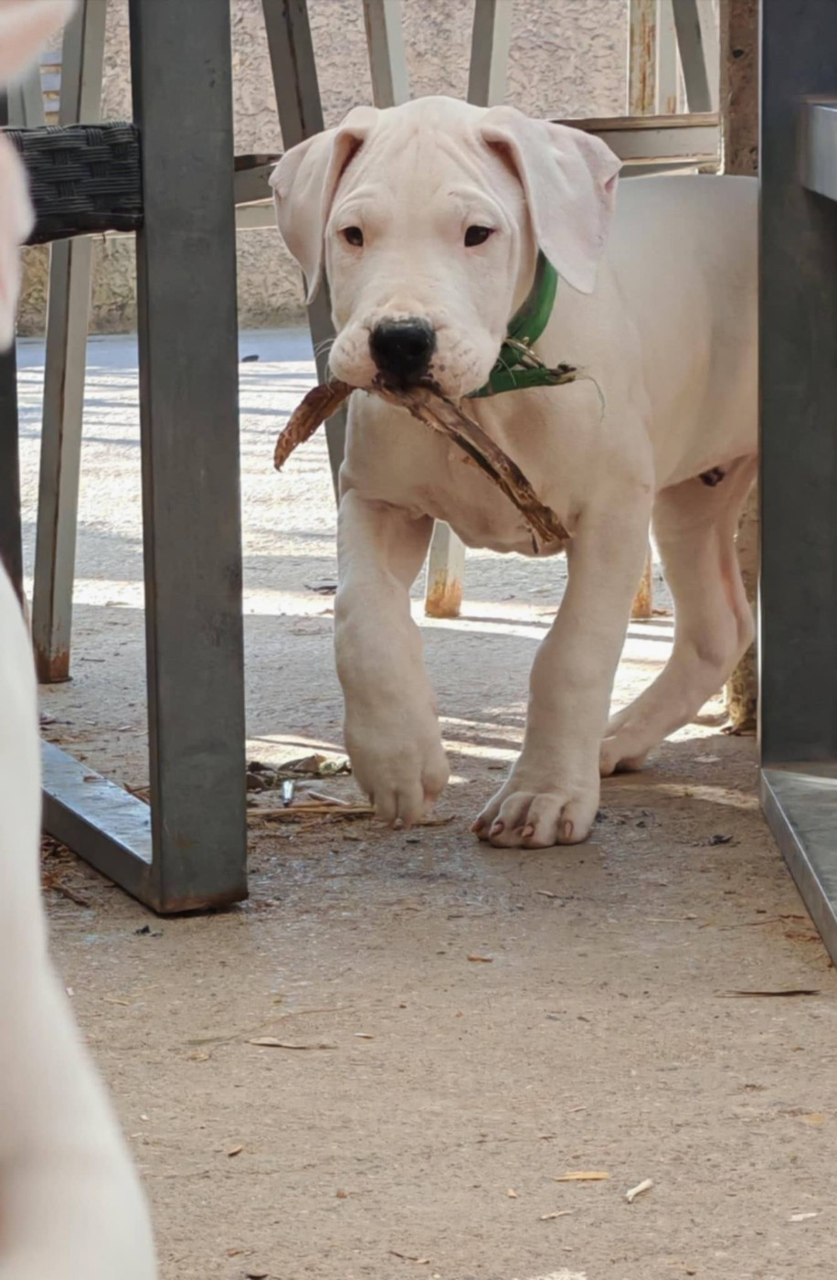 De Los Terrenos Del Castillo - Chiots disponibles - Dogo Argentino