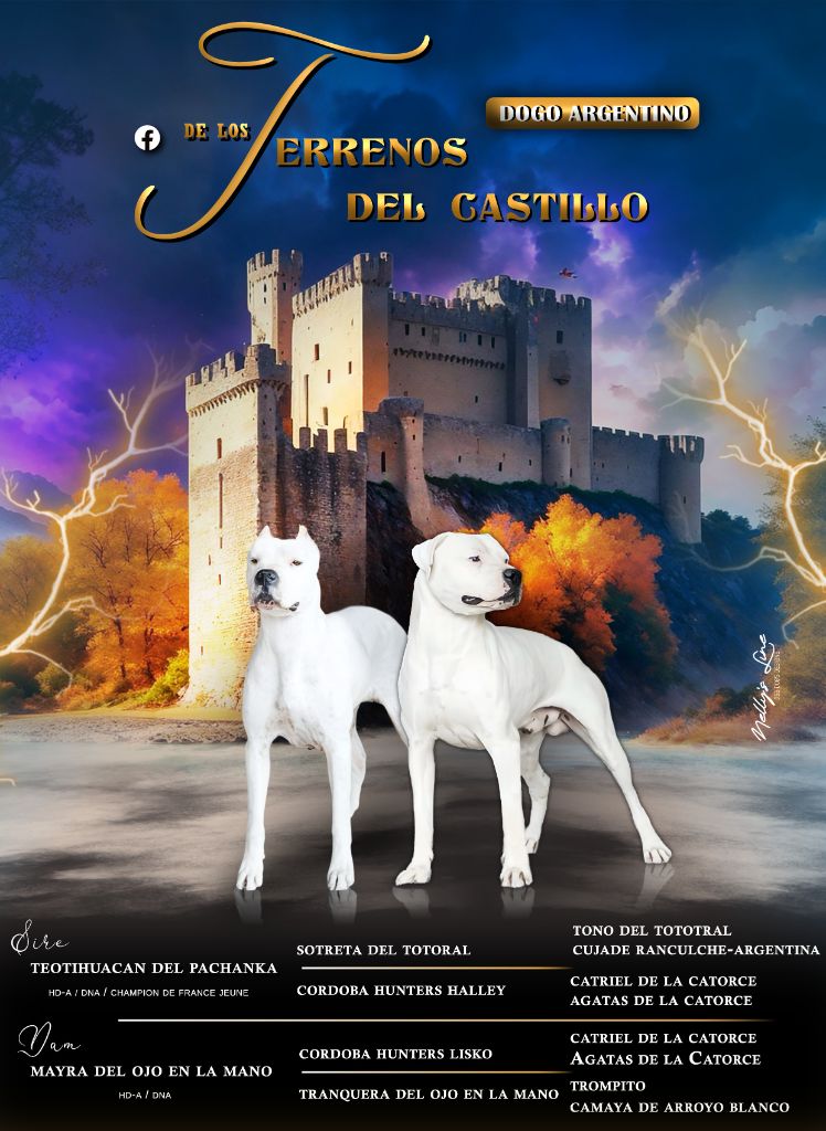 De Los Terrenos Del Castillo - Dogo Argentino - Portée née le 30/12/2025